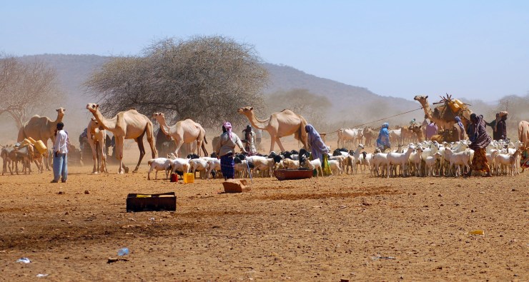 Somali herders, having traveled hundreds of miles, arrive at a water source in Mandera province, Kenya